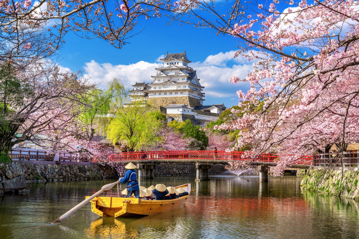 cherry-blossoms-castle-himeji-japan
