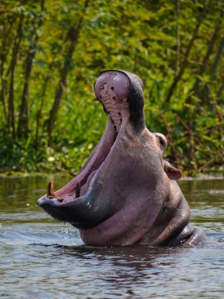 murchison-falls-uganda-boat-views-1024x640